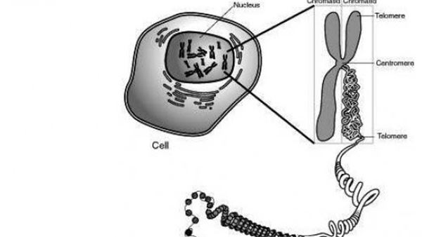 Eukaryotic Chromosome Structure Diagram